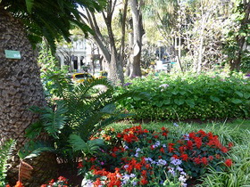 Madeira Funchal_Blumen